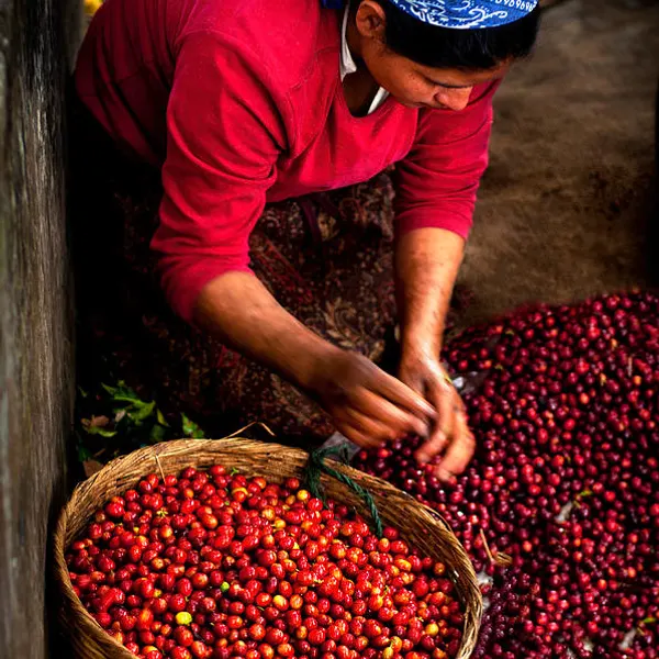 Coffee / Cacao Tour