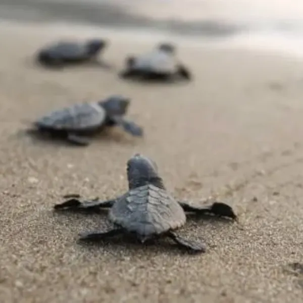 Sea Turtle Release