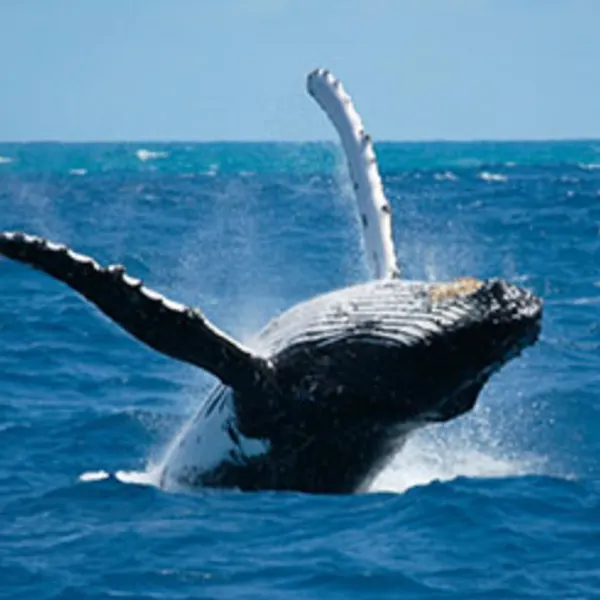 Whale Watching